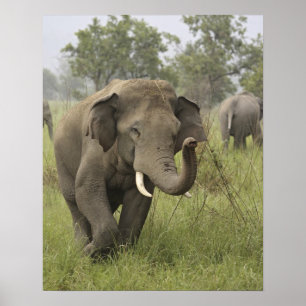 Indian Asian Elephant Greeting Poster