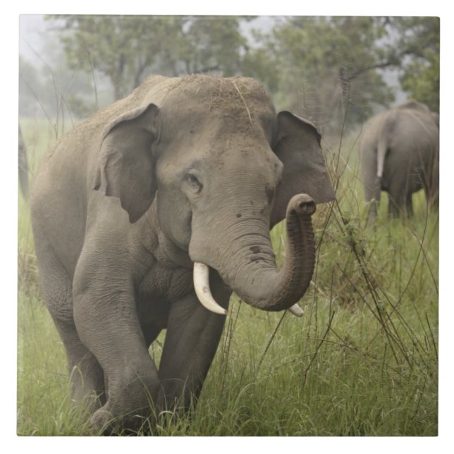 Indian Asian Elephant Greeting Tile (Front)