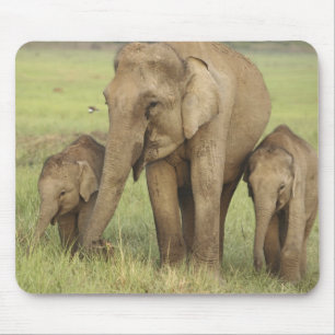 Indian Asian Elephant & Young Ones Mouse Mat