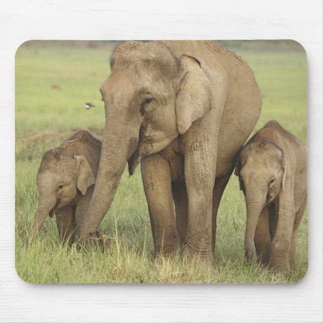 Indian Asian Elephant & Young Ones Mouse Mat (Front)