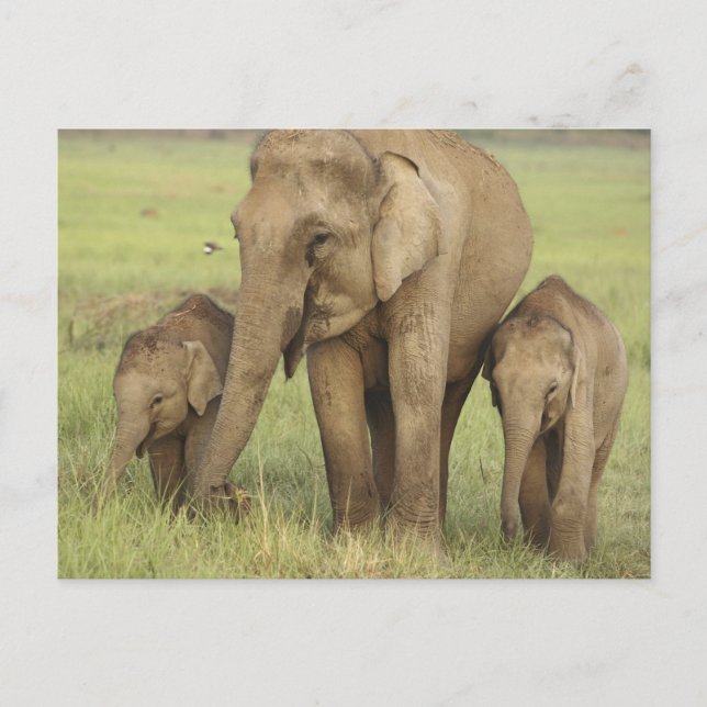 Indian Asian Elephant & Young Ones Postcard (Front)