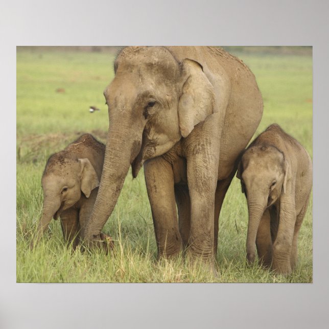 Indian Asian Elephant & Young Ones Poster (Front)