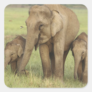 Indian Asian Elephant & Young Ones Square Sticker