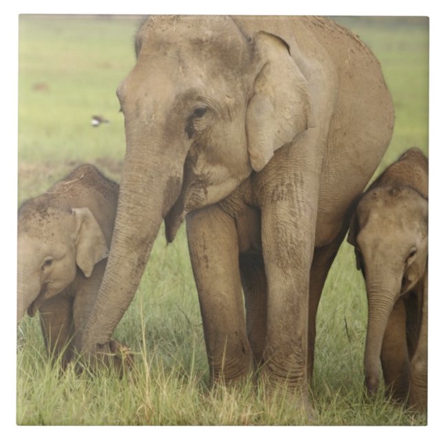 Indian Asian Elephant & Young Ones Tile (Front)