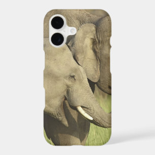 Indian Asian Elephants