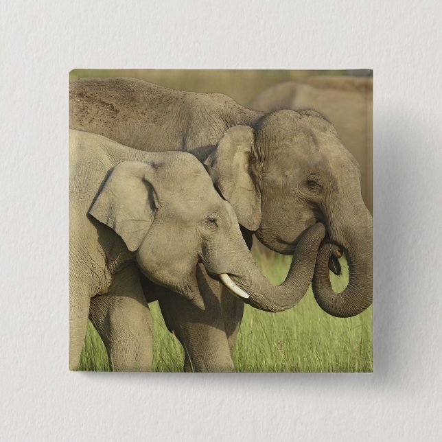 Indian Asian Elephants 15 Cm Square Badge (Front)