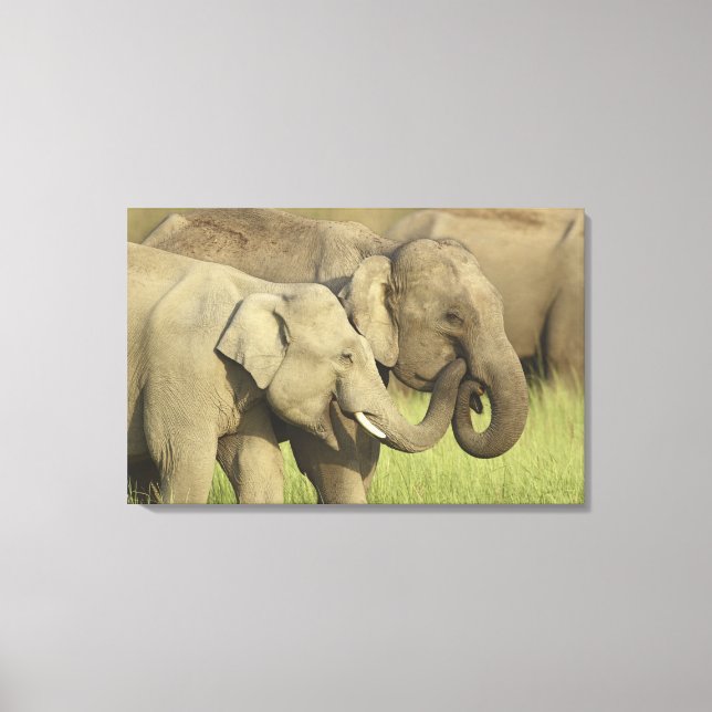 Indian Asian Elephants Canvas Print (Front)
