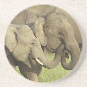 Indian Asian Elephants Coaster