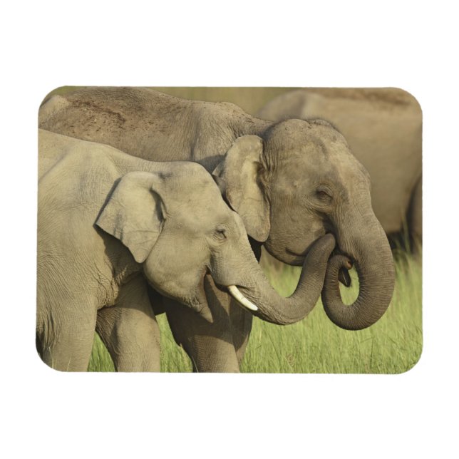 Indian Asian Elephants Magnet (Horizontal)