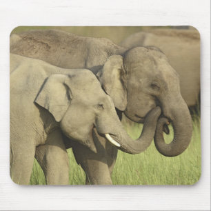 Indian Asian Elephants Mouse Mat