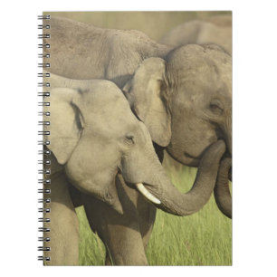 Indian Asian Elephants Notebook