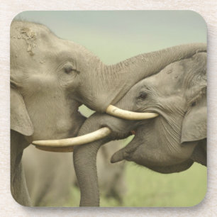 Indian Asian Elephants play Fighting Coaster