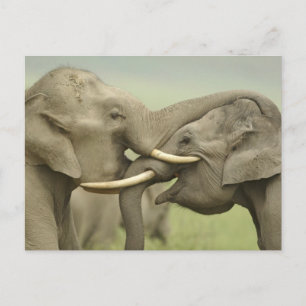 Indian / Asian Elephants play fighting,Corbett 2 Postcard