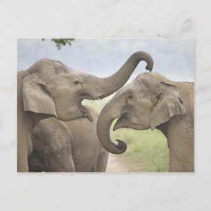 Indian / Asian Elephants play fighting,Corbett 3 Postcard