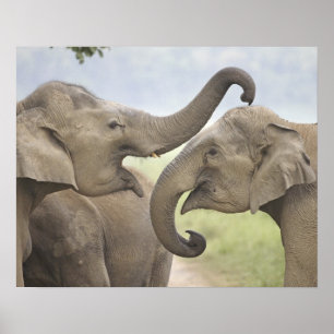 Indian / Asian Elephants play fighting,Corbett 3 Poster