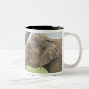Indian / Asian Elephants play fighting,Corbett 3 Two-Tone Coffee Mug