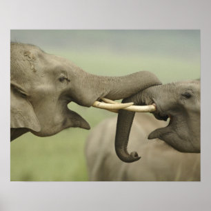Indian / Asian Elephants play fighting,Corbett Poster