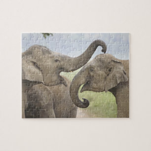 Indian Asian Elephants play Fighting Jigsaw Puzzle