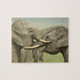 Indian Asian Elephants play Fighting Jigsaw Puzzle