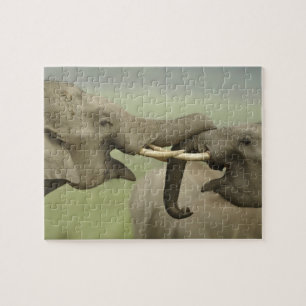 Indian Asian Elephants play Fighting Jigsaw Puzzle