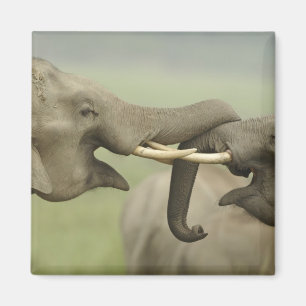 Indian Asian Elephants play Fighting Magnet