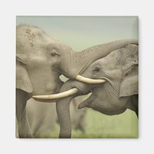 Indian Asian Elephants play Fighting Magnet