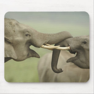 Indian Asian Elephants play Fighting Mouse Mat