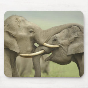 Indian Asian Elephants play Fighting Mouse Mat