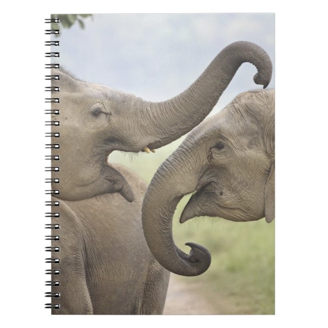 Indian Asian Elephants play Fighting Notebook (Front)