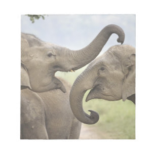 Indian Asian Elephants play Fighting Notepad
