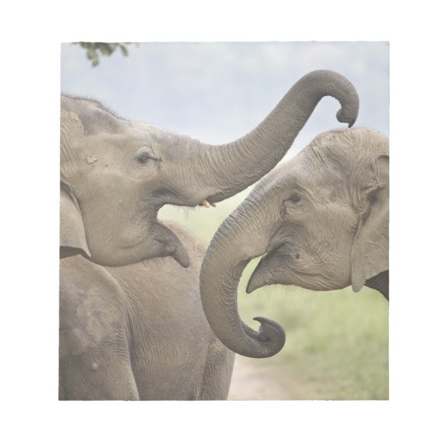 Indian Asian Elephants play Fighting Notepad (Front)