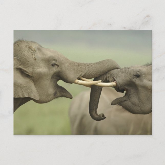 Indian Asian Elephants play Fighting Postcard (Front)