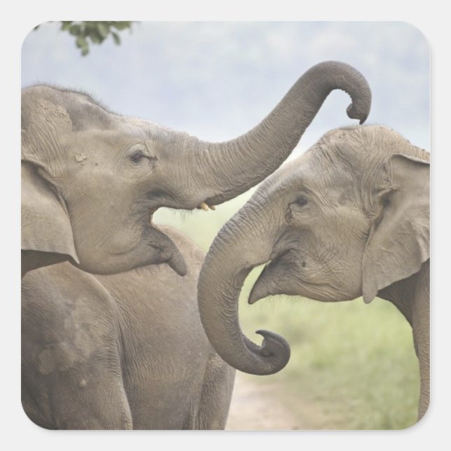 Indian Asian Elephants play Fighting Square Sticker (Front)