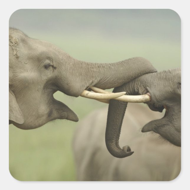 Indian Asian Elephants play Fighting Square Sticker (Front)