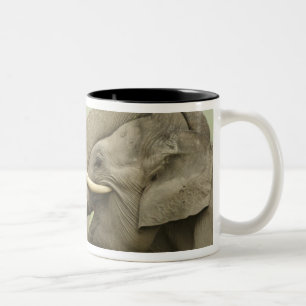 Indian Asian Elephants play Fighting Two-Tone Coffee Mug