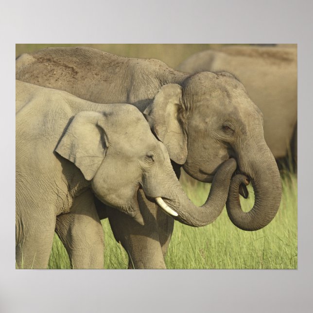 Indian / Asian Elephants sharing a Poster (Front)