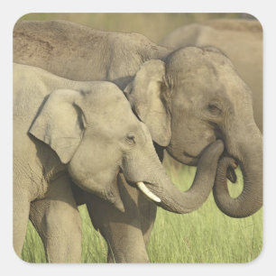 Indian Asian Elephants Square Sticker