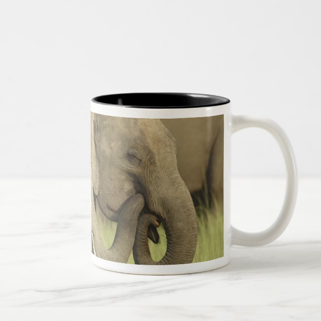 Indian Asian Elephants Two-Tone Coffee Mug (Right)