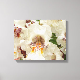 Indian Bean Tree Flowers Canvas Print
