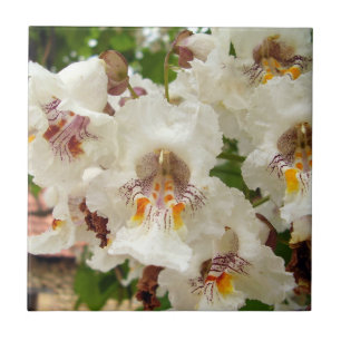 Indian Bean Tree Flowers Ceramic Photo Tile