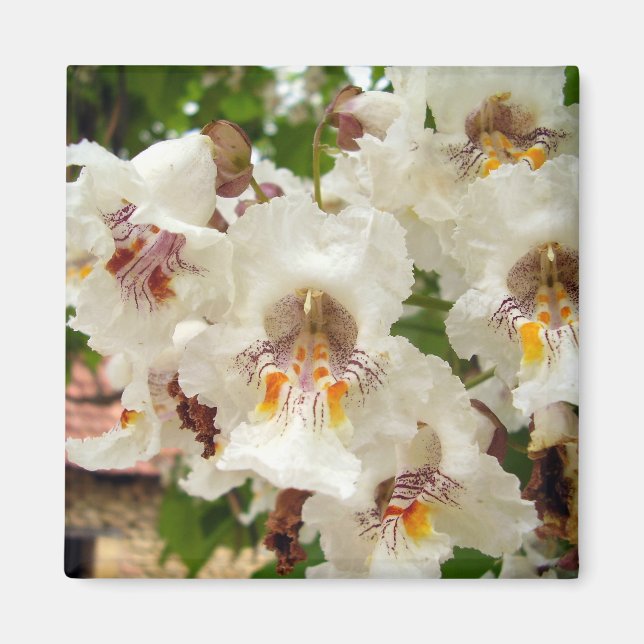 Indian Bean Tree Flowers Magnet (Front)