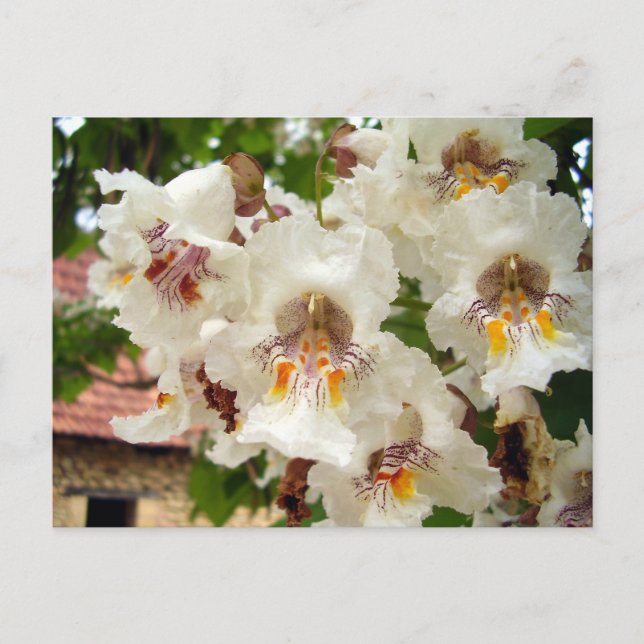 Indian Bean Tree Flowers Postcard (Front)