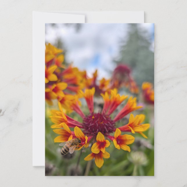 Indian Blanket & Bee Tongue Invitation (Front)