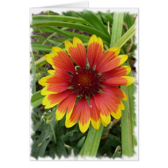 Indian Blanket Flower Card