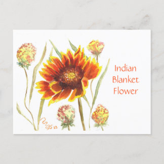 Indian Blanket Flower Post Card