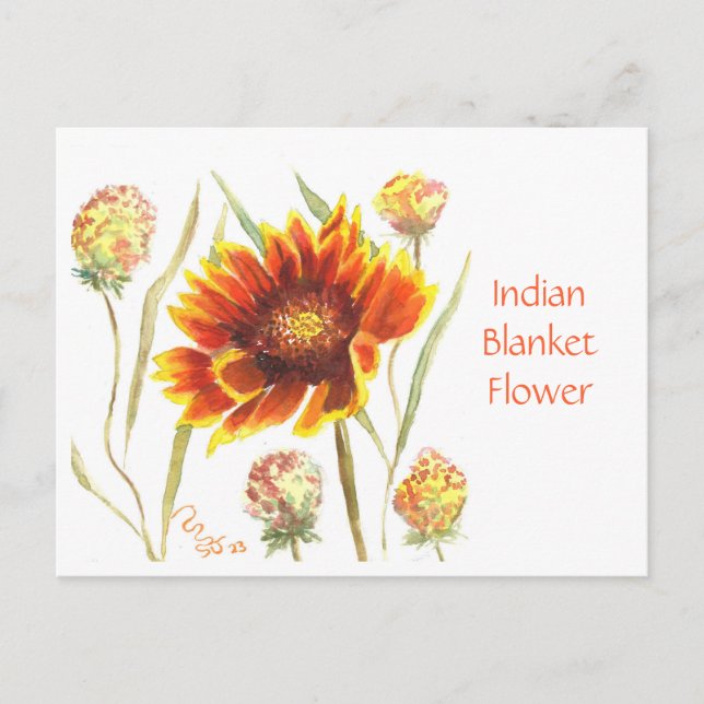 Indian Blanket Flower Post Card (Front)