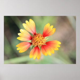 Indian Blanket Poster
