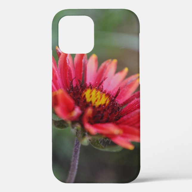 Indian Blanket Wildflower Art Phone Case (Back)