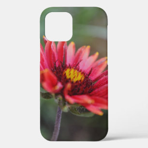 Indian Blanket Wildflower Close Up Phone Case