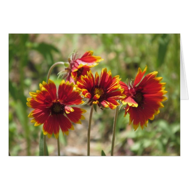 Indian Blanket Wildflowers (Front Horizontal)